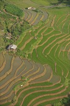 Green rice terraces