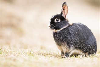 Wild rabbits