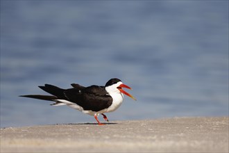 African skimmer