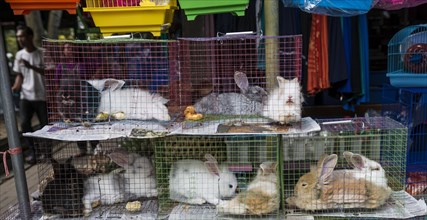 Rabbits in tight cages