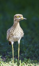 Spotted Dikkop or Spotted Thick-knee