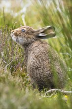 Mountain hare