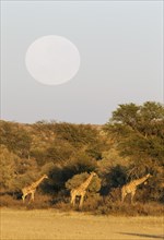 Southern Giraffes