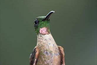 Fawn-breasted brilliant
