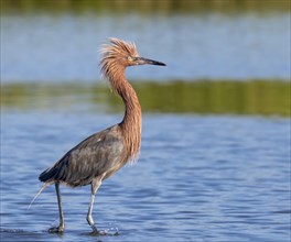 Reddish Egret