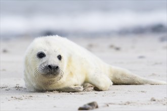 Newborn gray seal