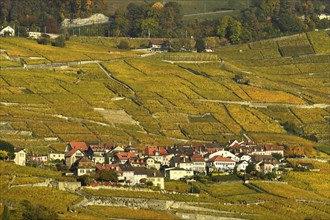 Vineyards in autumn with wine village Epesses