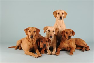 Five Labrador Retrievers