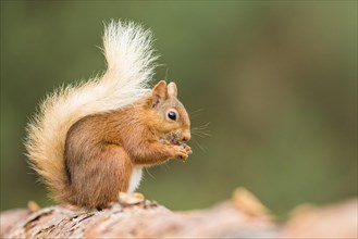 Eurasian red squirrel