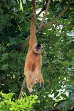 Southern Yellow-cheeked Crested Gibbon