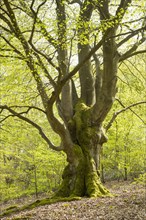 Old common beech