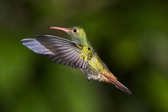 Brown-tailed Hummingbird