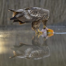 White-tailed eagle