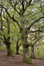 Old beech trees