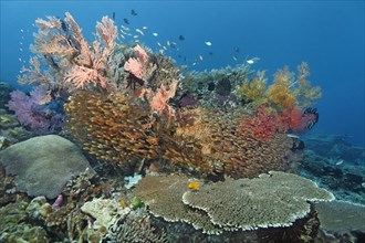Various stony corals