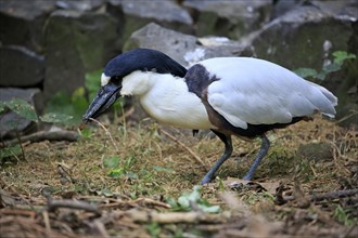 Boat-billed heron