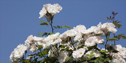 White Climbing Roses