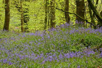 Blossoms of Common bluebell