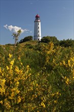 Broom in front of lighthouse Dornbush on the Schluckwieksberg