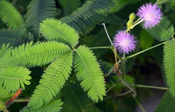 Flowers and leaves of sensitive plant