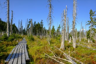 The Hochschachten adventure trail leads through dead trees