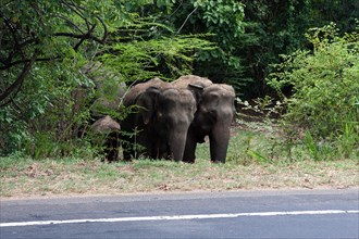 Asian or Asiatic elephants