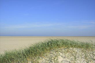 Foredunes