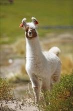 Llama