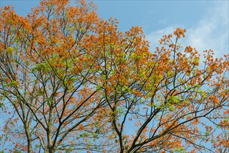 Flowering coral tree