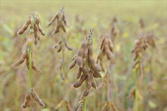 Cultivation of Soya bean