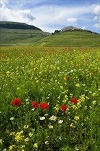 Colorful flower meadow with Castelluccio di Norcia mountain village