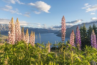 Purple Large-Leaved Lupines