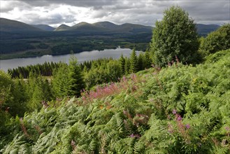 Vegetation around Loch Garry
