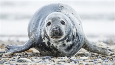 Grey seal