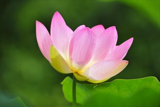 Indian lotus