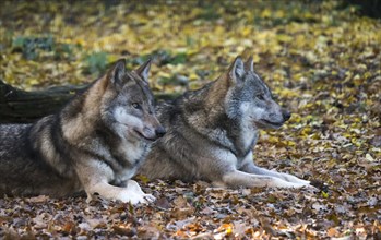 Two lying Gray wolves