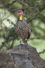 Yellow-throated francolin