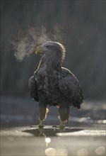 White-tailed eagle