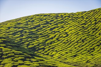 Hill with tea plantations