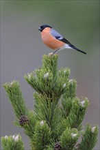 Eurasian bullfinch