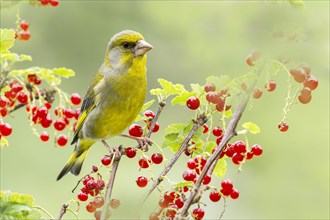Greenfinch