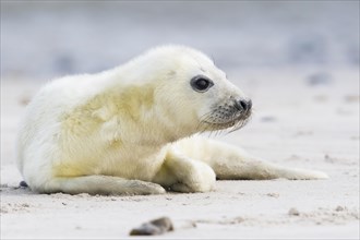 Newborn gray seal