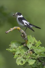 Collared flycatcher