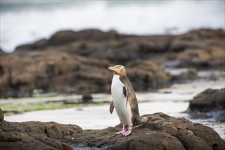 Yellow-eyed penguin