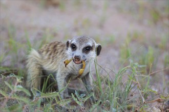 Suricate or meerkat