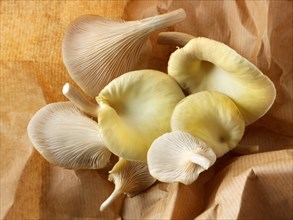 Golden oyster mushrooms