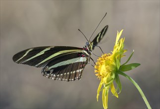 Zebra longwing Butterfly
