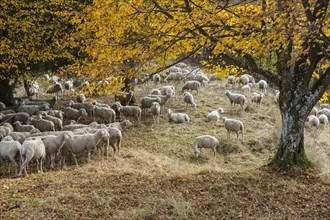 Sheep grazing on alkaline grassland