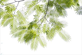 Filigree leaves of Silk Tree