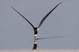 African skimmer